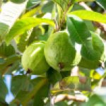 How to Grow Guava: A Comprehensive Guide